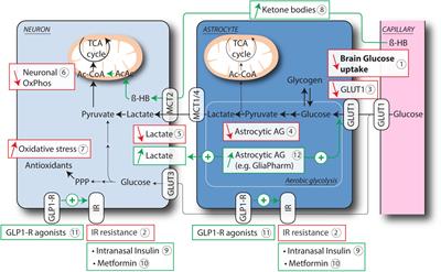 Astrocytes as Key Regulators of Brain Energy Metabolism: New Therapeutic Perspectives